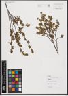 Foto von Salix L.